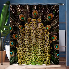 Peacock Feathers Wheel Plumage Shower Curtain 60  X 72  (medium)  by Ket1n9