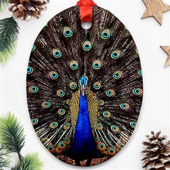 Peacock Oval Ornament (two Sides) by Ket1n9