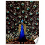 Peacock Canvas 18  x 24  17.8 x23.08  Canvas - 1