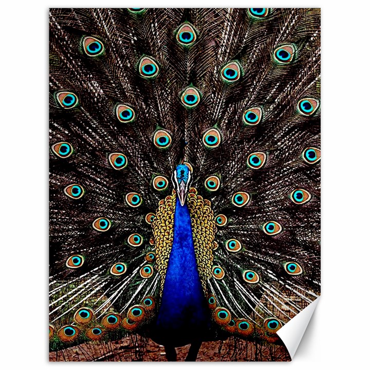 Peacock Canvas 18  x 24 