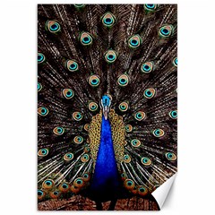 Peacock Canvas 20  X 30  by Ket1n9