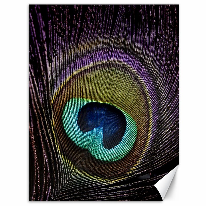 Peacock Feather Canvas 36  x 48 