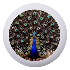 Peacock Dento Box With Mirror by Ket1n9