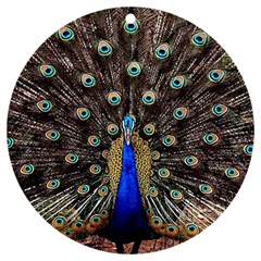 Peacock Uv Print Acrylic Ornament Round by Ket1n9