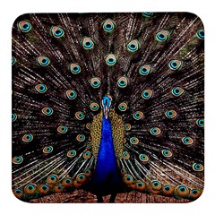 Peacock Square Glass Fridge Magnet (4 Pack) by Ket1n9