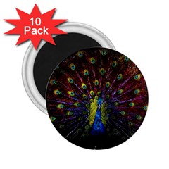 Beautiful Peacock Feather 2 25  Magnets (10 Pack)  by Ket1n9