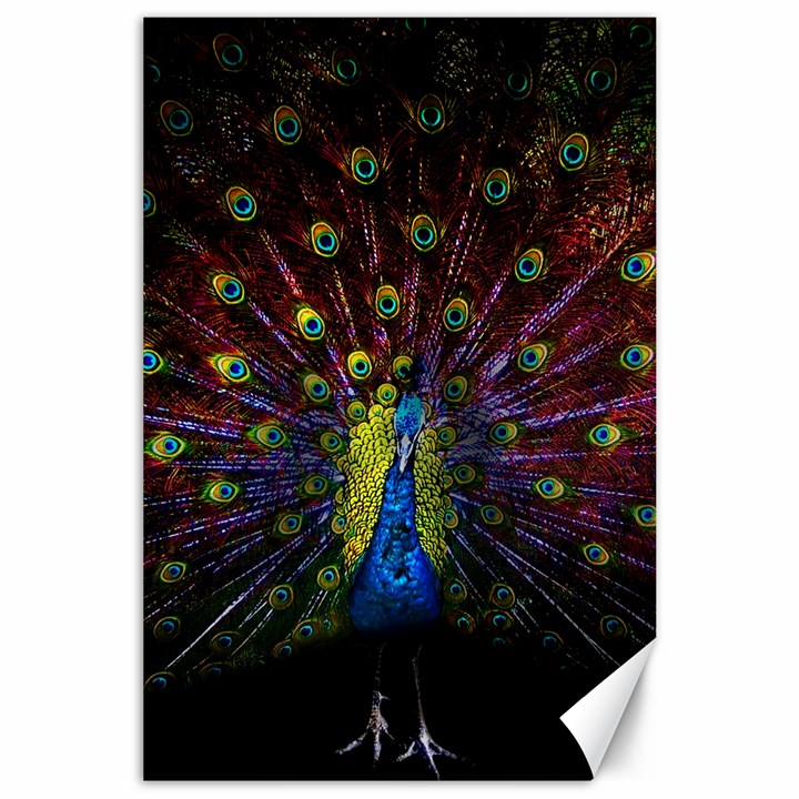 Beautiful Peacock Feather Canvas 24  x 36 