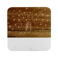 Beautiful Peacock Feather Marble Wood Coaster (square) by Ket1n9