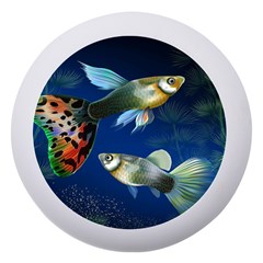 Marine Fishes Dento Box With Mirror by Ket1n9