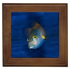 Fish Blue Animal Water Nature Framed Tile by Hannah976