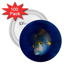 Fish Blue Animal Water Nature 2 25  Buttons (100 Pack)  by Hannah976