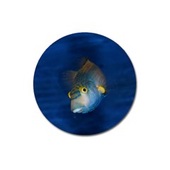 Fish Blue Animal Water Nature Magnet 3  (round) by Hannah976