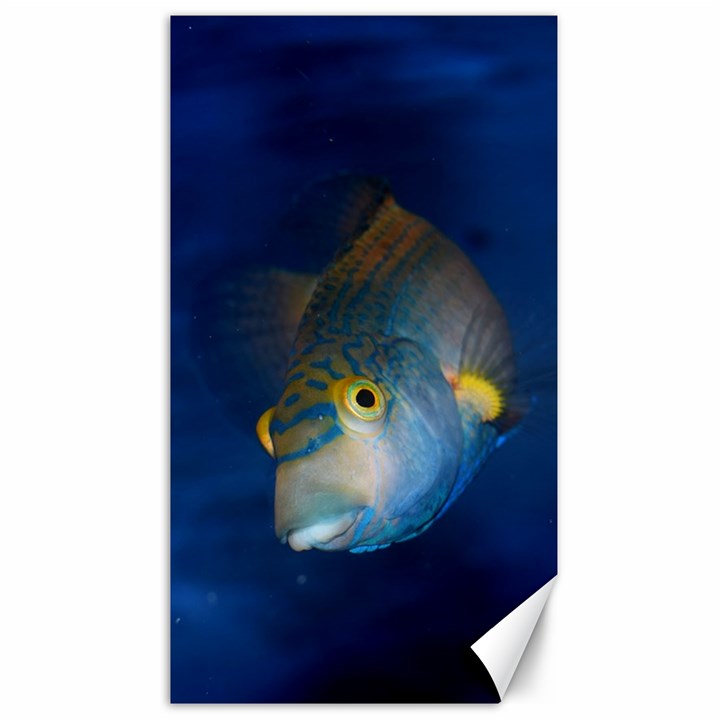 Fish Blue Animal Water Nature Canvas 40  x 72 