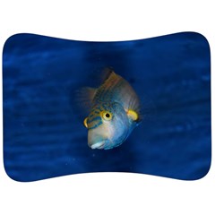 Fish Blue Animal Water Nature Velour Seat Head Rest Cushion by Hannah976