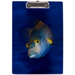 Fish Blue Animal Water Nature A4 Acrylic Clipboard by Hannah976