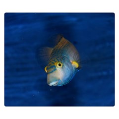 Fish Blue Animal Water Nature Premium Plush Fleece Blanket (small)