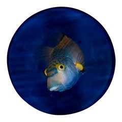 Fish Blue Animal Water Nature Round Glass Fridge Magnet (4 Pack) by Hannah976