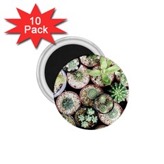 Cactus Nature Plant Desert 1 75  Magnets (10 Pack)  by Bedest