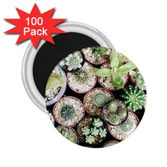 Cactus Nature Plant Desert 2 25  Magnets (100 Pack)  by Bedest