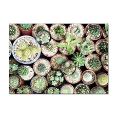 Cactus Nature Plant Desert Sticker A4 (100 Pack) by Bedest