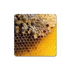 Honeycomb With Bees Square Magnet by Bedest