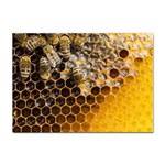 Honeycomb With Bees Sticker A4 (100 pack) Front