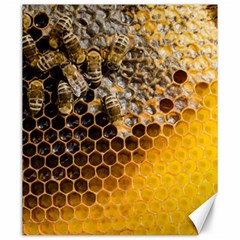 Honeycomb With Bees Canvas 20  X 24 