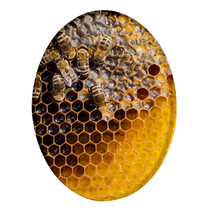 Honeycomb With Bees Oval Glass Fridge Magnet (4 pack)