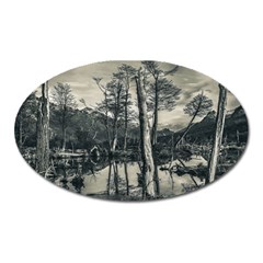 Dry Forest Landscape, Tierra Del Fuego, Argentina Oval Magnet by dflcprintsclothing