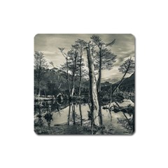 Dry Forest Landscape, Tierra Del Fuego, Argentina Square Magnet by dflcprintsclothing