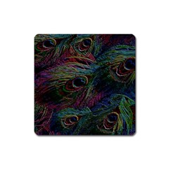 Peacock Feather Paradise Square Magnet by Cendanart