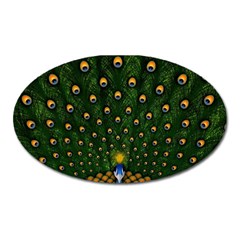 Peacock Feathers Tail Green Beautiful Bird Oval Magnet by Ndabl3x