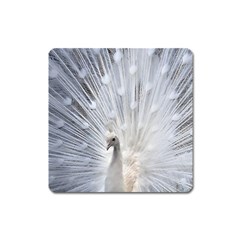 White Peacock Bird Square Magnet by Ndabl3x