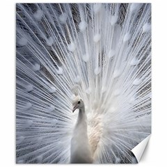 White Peacock Bird Canvas 8  X 10 