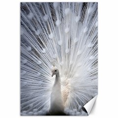 White Peacock Bird Canvas 12  X 18  by Ndabl3x