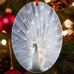 White Peacock Bird Uv Print Acrylic Ornament Oval by Ndabl3x