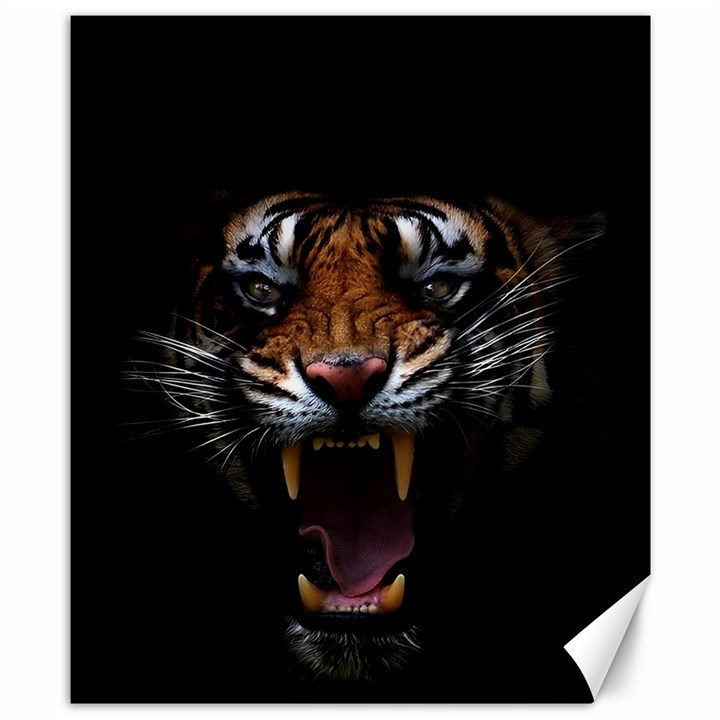 Tiger Angry Nima Face Wild Canvas 8  x 10 