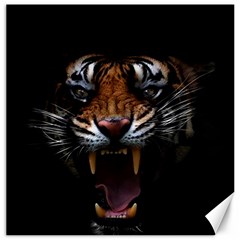 Tiger Angry Nima Face Wild Canvas 12  X 12  by Cemarart