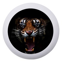 Tiger Angry Nima Face Wild Dento Box With Mirror by Cemarart