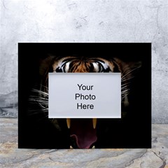 Tiger Angry Nima Face Wild White Tabletop Photo Frame 4 x6  by Cemarart