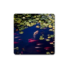 Koi Fish Carp Square Magnet by Cemarart