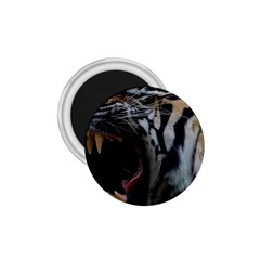 Angry Tiger Roar 1 75  Magnets by Cemarart