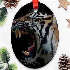 Angry Tiger Roar Ornament (oval) by Cemarart