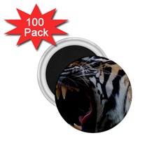 Angry Tiger Roar 1 75  Magnets (100 Pack)  by Cemarart