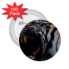 Angry Tiger Roar 2 25  Buttons (100 Pack)  by Cemarart