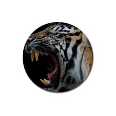 Angry Tiger Roar Magnet 3  (round) by Cemarart