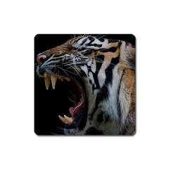 Angry Tiger Roar Square Magnet by Cemarart