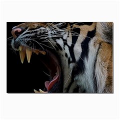 Angry Tiger Roar Postcard 4 x 6  (pkg Of 10) by Cemarart