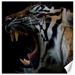 Angry Tiger Roar Canvas 12  X 12  by Cemarart