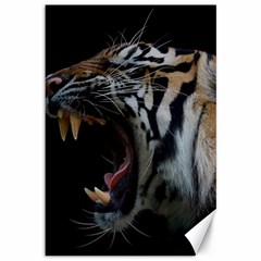 Angry Tiger Roar Canvas 12  X 18  by Cemarart